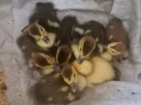 Ducks — 照片 1