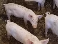 母猪, Pigs — 照片 1