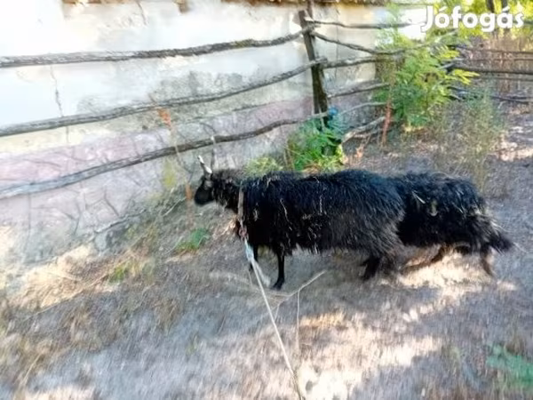 Ovelha, Racka sheep — Hungria