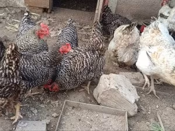 Chickens — Węgry