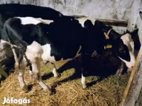 Sigir, Russian Black pied cattle — 1-rasm