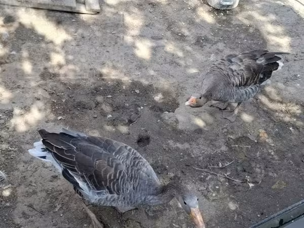 Geese — Hungria