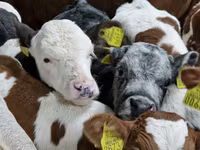 Bovinos (lote, sexo no especificado), Simmental cattle — foto 2