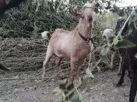 Cabras (lote, sexo não especificado), Cabras — foto 4