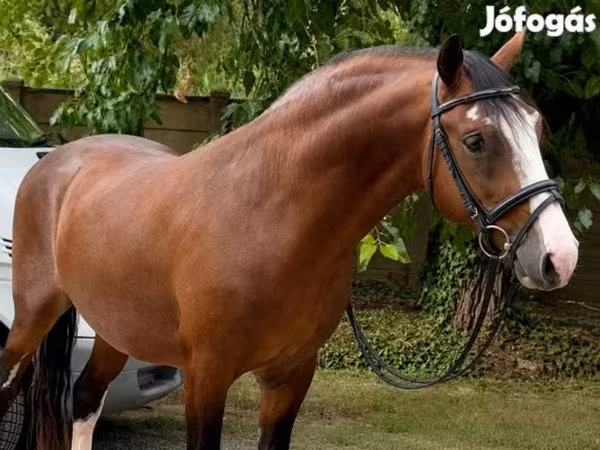 Hengst, Pferde
