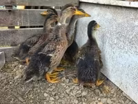 Ducks — Foto 3