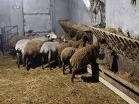 Brebis, Moutons — photo 2