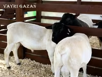 Ovan, Suffolk sheep — fotografija 8