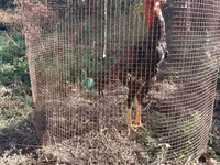 Chickens — fotografija 2