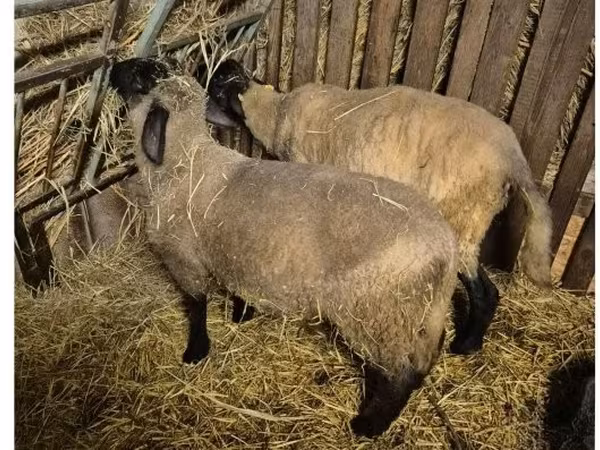Bélier, White Suffolk sheep — Hongrie