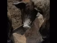 خنزيرة, Мангалица — الصورة 1