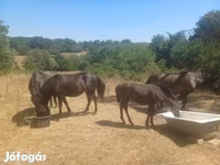 Yegua, Hucul pony — foto 2
