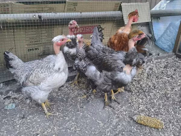 Chickens