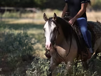 Kobyła, Quarter Horse — zdjęcie 6