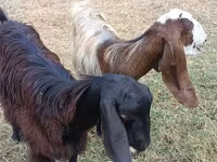 Koza, Damask goat — fotografija 2