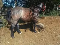 Caballo, Caballos — foto 5