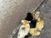 Ducks — الصورة 1