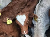 公牛, Simmental cattle — 照片 2