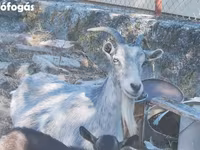 母山羊, Goats — 照片 4