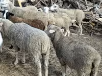 公羊, Sheep — 照片 3