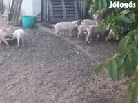 Pigs (batch, sex not specified), Крупная белая — photo 2