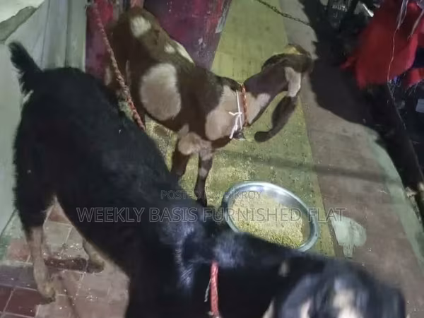 ヤギ（ロット、性別未指定）, Black Bengal goats