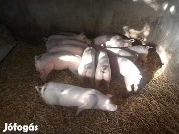 Krmača, Свиње