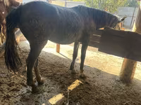 Jument, Chevaux — photo 1