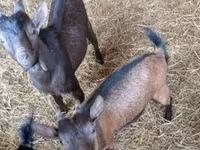 公山羊, Goats — 照片 3
