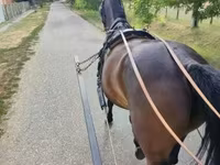 فرس, Nonius horse — الصورة 2