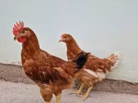 डेनिश हेन — फ़ोटो 3