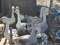 Geese — fotografija 1