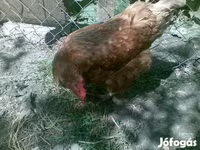 Danish hen — photo 6