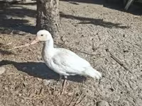 Ducks — zdjęcie 2