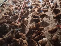 Chickens — 写真 1