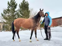 Toychoq, Akhal-Teke — 2-rasm