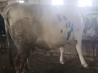 Vache, Race Holstein — photo 5