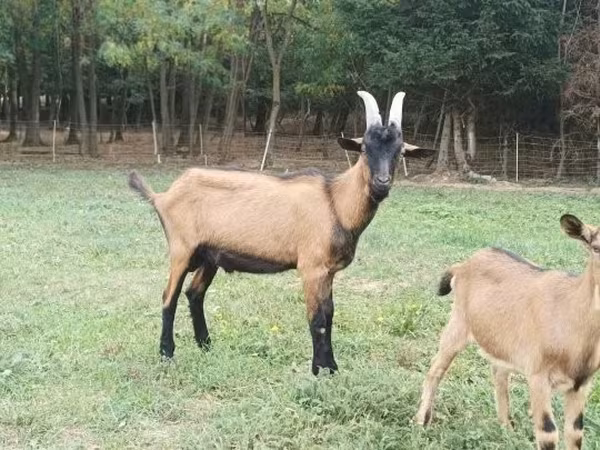 Kozioł, Alpine goat — Węgry