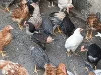 Chickens — zdjęcie 1