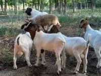 Bode, Boer goat — foto 6