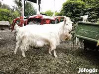Jarac, Козе — fotografija 4