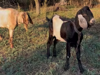 Kozioł, Nubian Goat — zdjęcie 4