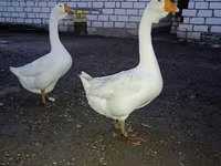 Geese — fotografija 2