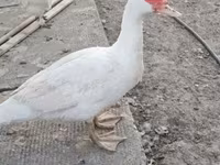 pato criollo doméstico — foto 4