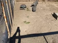 Guinea fowl — Foto 1