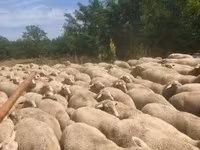 Qoʻy, Merino sheep — 1-rasm