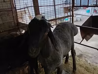 雄羊, Blackheaded Persian sheep — 写真 4