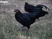 ऑस्ट्रेलॉर्प — फ़ोटो 4