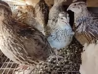 Quails — zdjęcie 5
