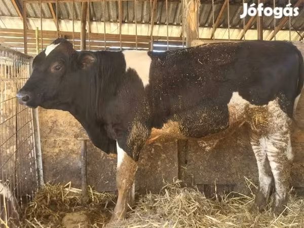 Бик, Simmental cattle — Угорщина